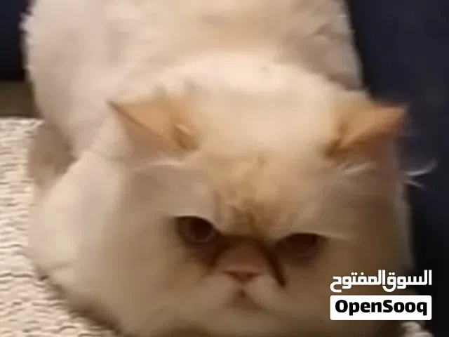 قط هيمالايا اورنج زورار