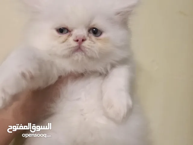 قطه وقطه دباديب