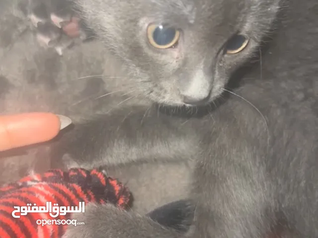 قطوه صغيره عمرها ثلاثه اشهر تبني اللي تقدرون عليه