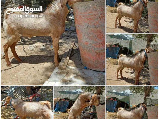 غنم للبيع الزبيري تيس ثني مكسر ثنتين