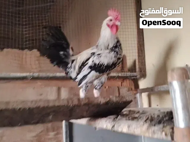دييييوك للبيع