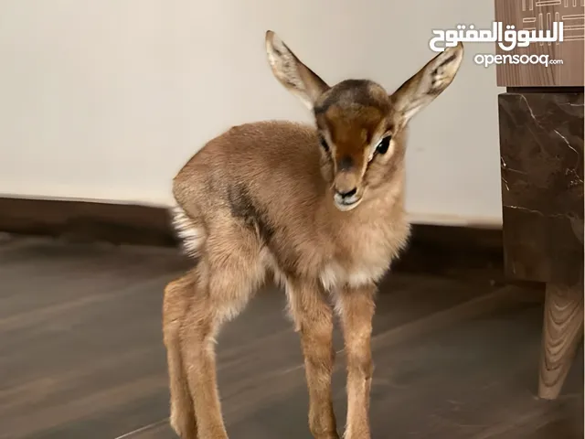 غزال ديماني شامل التصريح والتوصيل