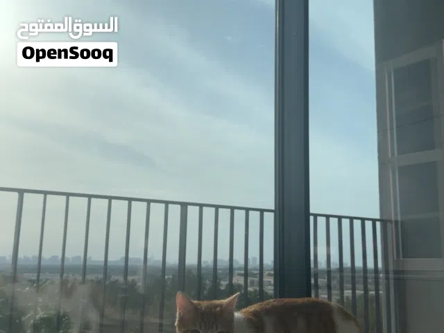 Two adorable boy cats for adoption