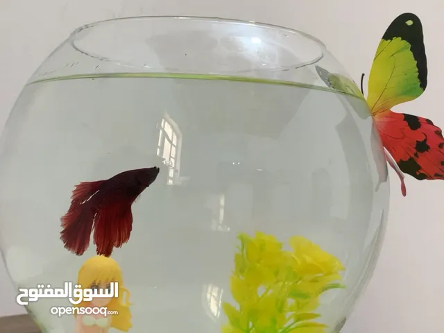 اسماك فايتر زينه جمال كله هنا