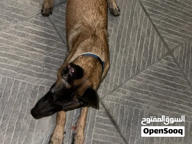 كلب بلجم مالينوا للبيع