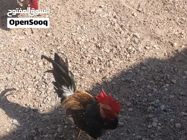 دجاج ابو ركيبه
