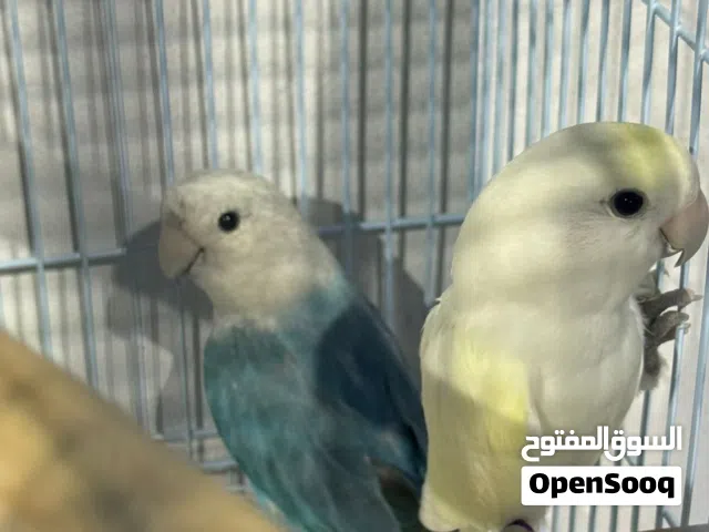 زوج منتج100%