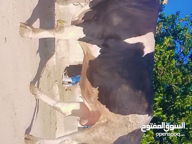 فحل ثقيل نخب اول ضحيه في لحم صافي