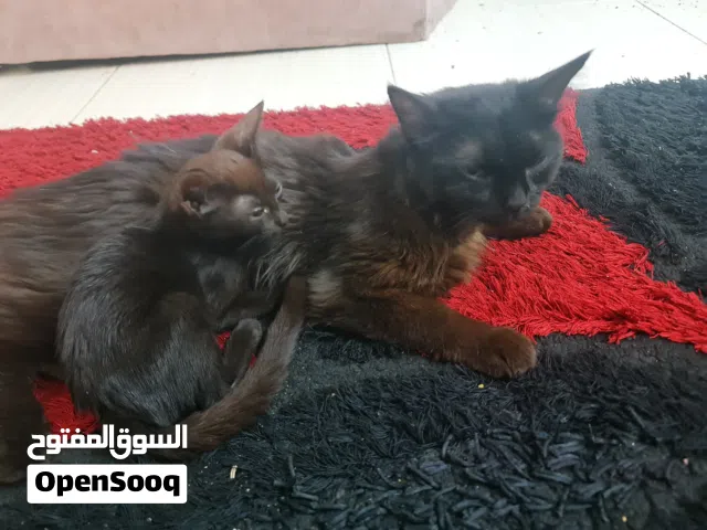 قطة منزلية طويلة الشعر للبيع بسعر مناسب