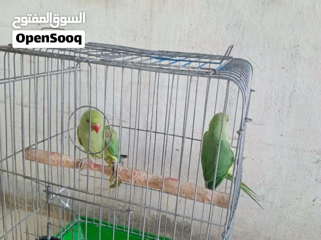 جوز دره شوف الوصف
