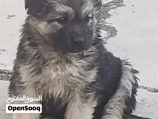 انثي جيرمن سيلفر عمر 45