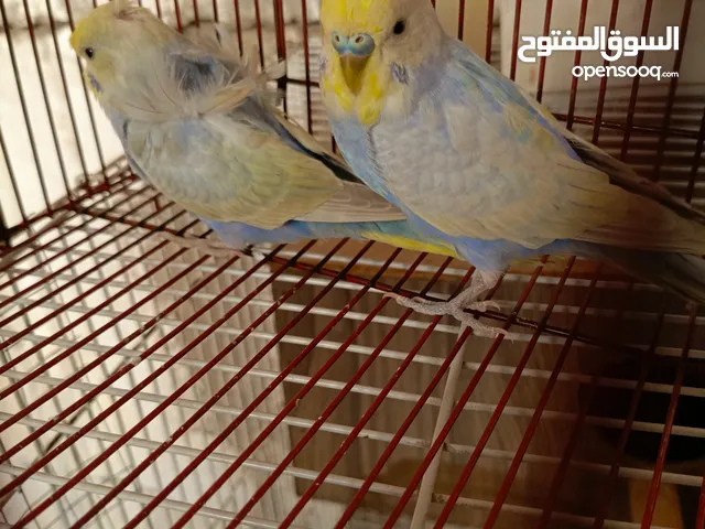 متاح زوج طيور حب اقره وصف قبل لا تراسلني
