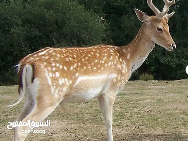 مطلوب فحول غزال فلودير للبيع