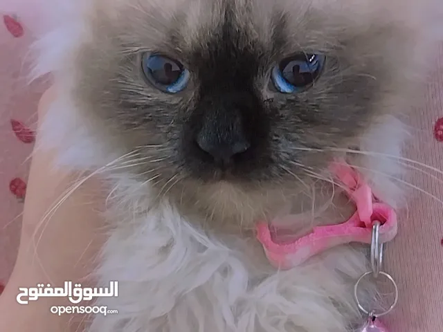 قطة انثى هملايا للبيع