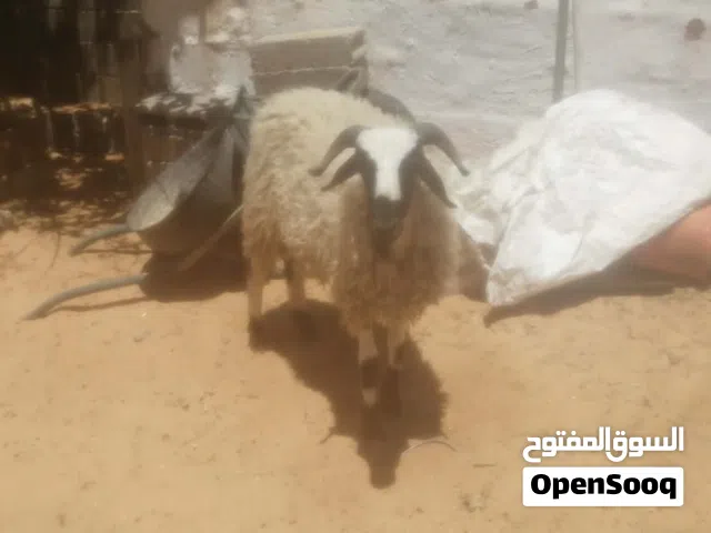 خروف ربي يبارك لي بي يعيد عمر 8شهور خلي من العيوب