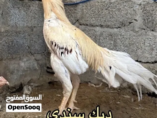 للبيع طيور تربيه متنوعه