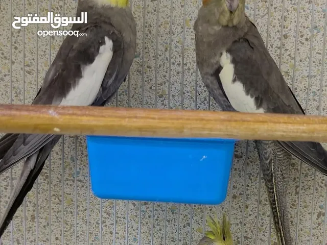 كوبيا كوكتيل تحتها فرخ