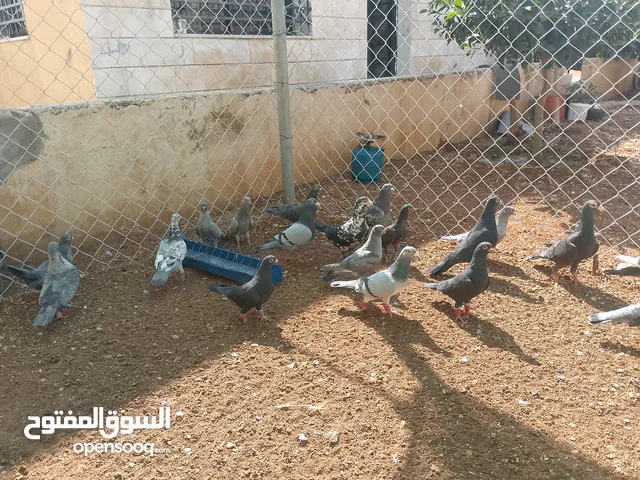 حمام للبيع قرقاطي