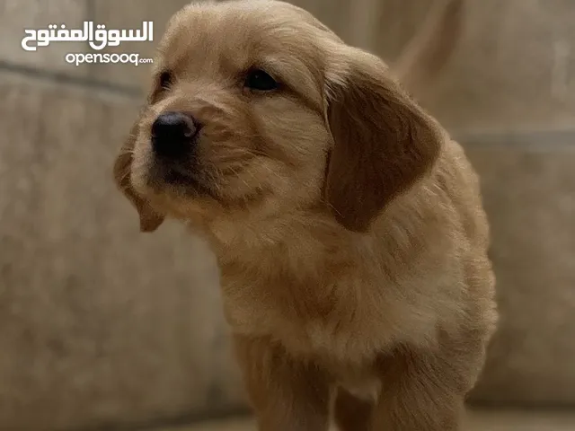 جولدن روتريفر بيور اعلى مواصفات الكميه 7