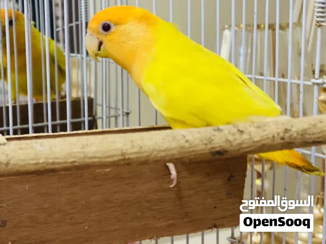 انتيه بركدلو لفه اورنج