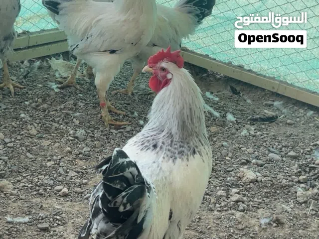 ديكة فرنسي كولمبي ساكس واحمر