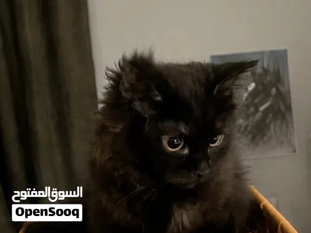 قطط جميلة ولعوبة 4 ذكور و1 انتثى بالون الاسود للتبني