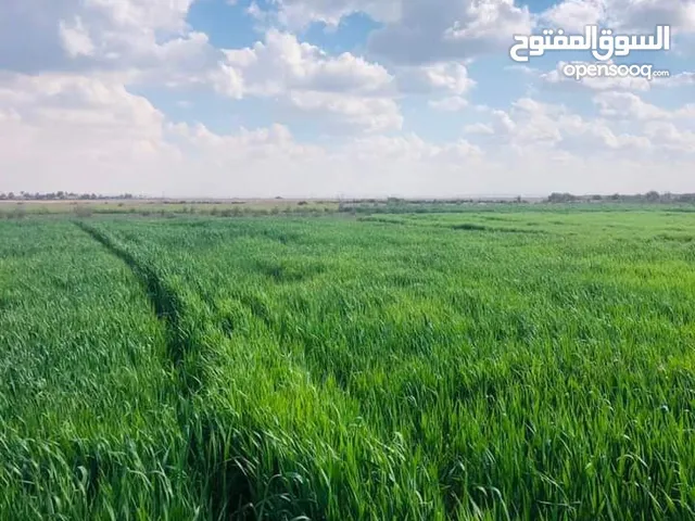 Farm Land for Rent in Giza Hadayek al-Ahram