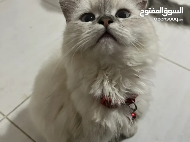 Pure persian kittens