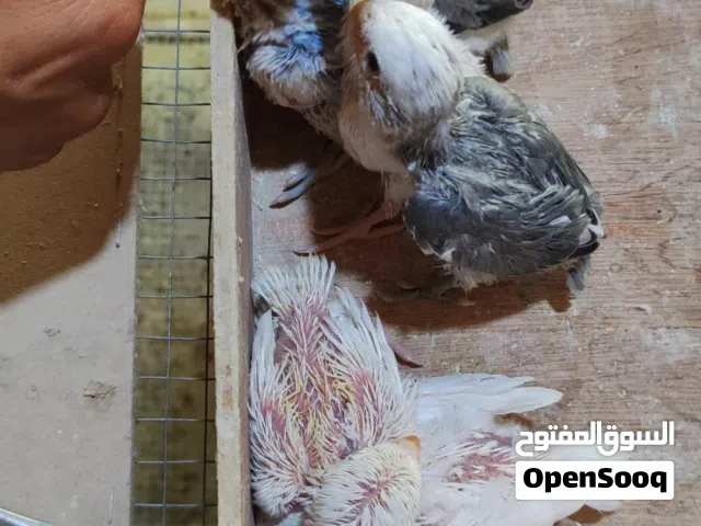 فراخ روز للزق اليدوي