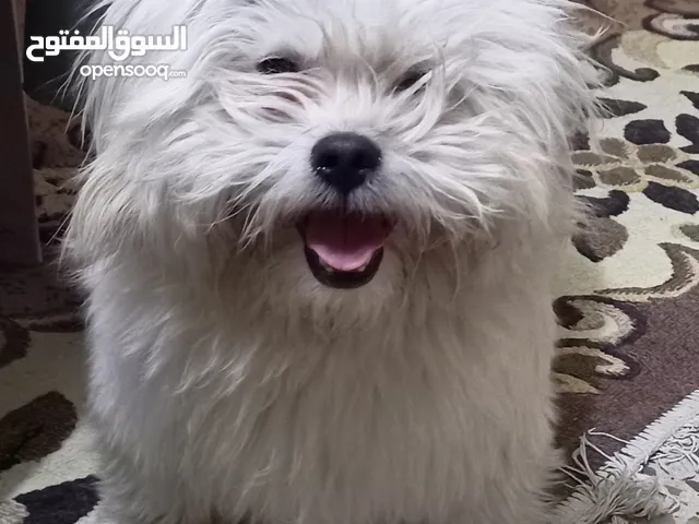 اناث كلاب زينة من نوع شيزو شعر سرح وميذب شعر سعر 100 بسبب عدم تفرغ