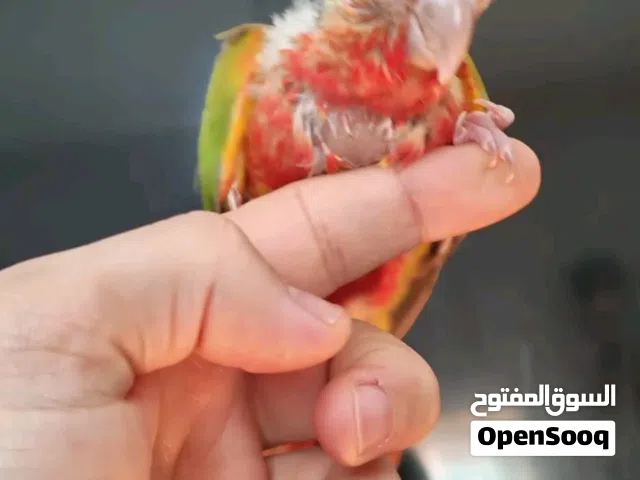 مباع جوز جرين  شك هاي رد منتج
