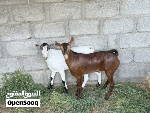 تيوس صلالية فل سمنه