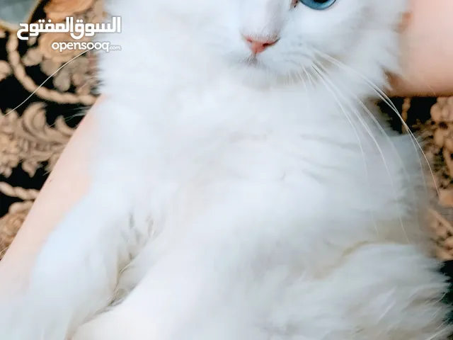 هملايا مكس شيرازي