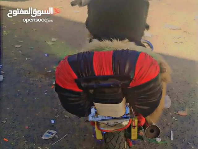 New Benda MRF-300 in Sana'a