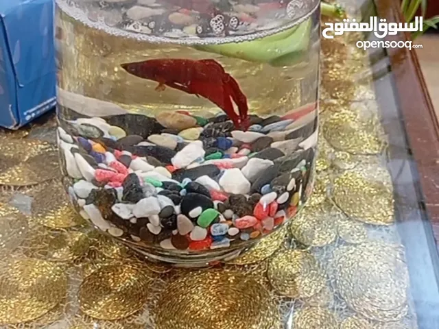 سمك مع فازه بانبو