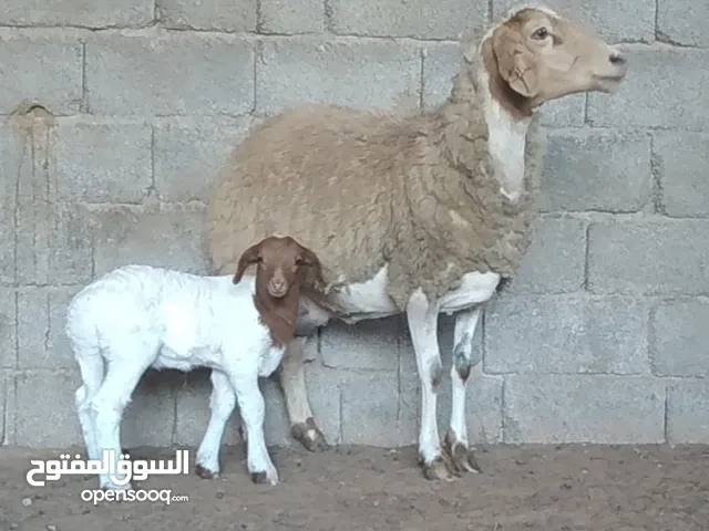 نعجة تحتها فطيمة