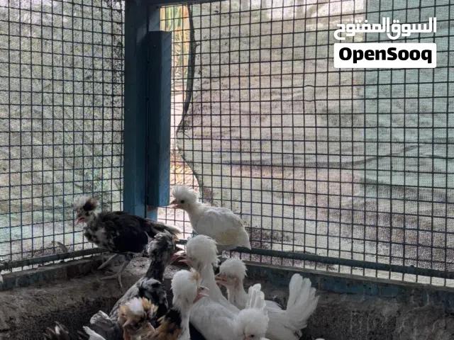 البيع دجاج بوليش لأسباني