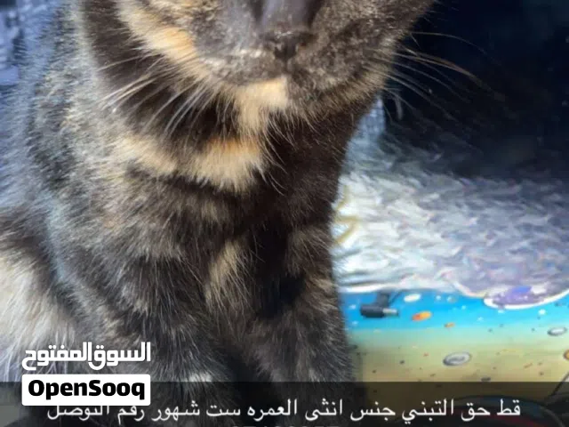 قط حق التبني الجنس انثى العمر ثمن شهور قط لعبيه و حركي