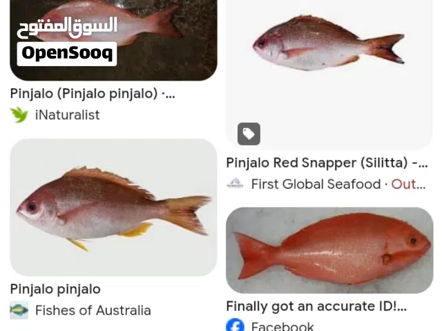 مشروع قائم استيراد توزيع جمله ومفرق ومطعم