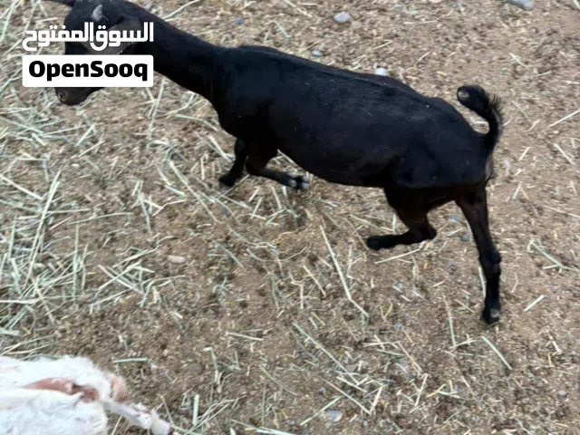 صخله صلاليه سودا بكامل