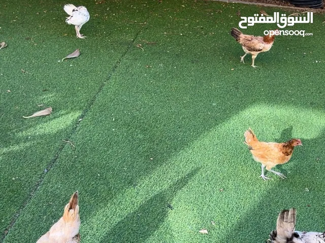 يوجد لدينا 20 دجاجة براهمة وهولندي كويتي أمريكي