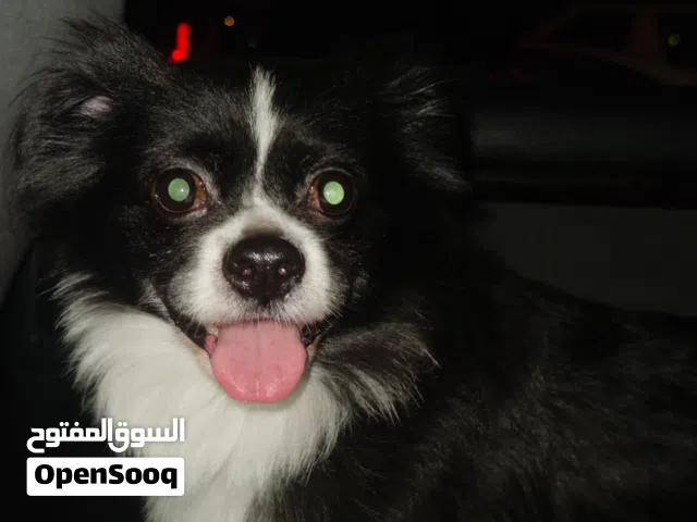 للتبني كلب سيتزو وجيواوا عمرة سنتين