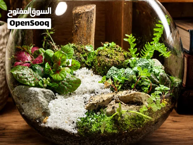 تيراريوم غابة مصغرة في زجاجة