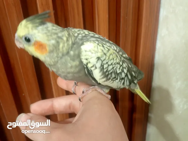 فراخ كوكتيل طفره للبيع