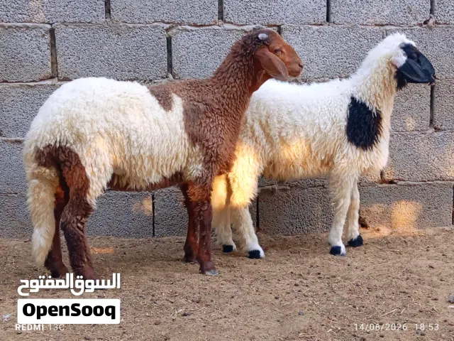 2حوليات قرن تبارك الرحمن