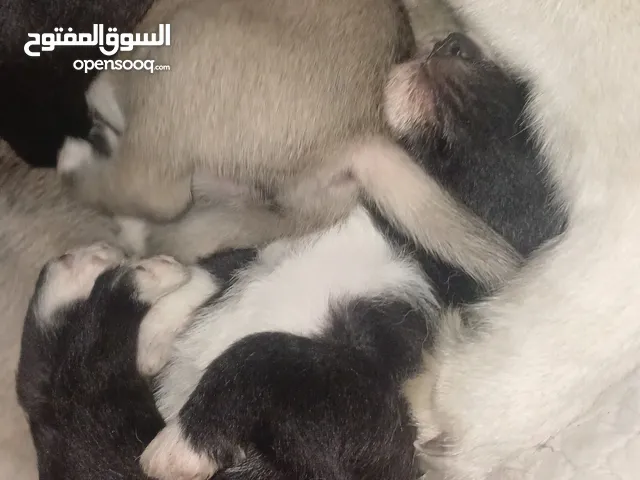 جراو عمر 60 يوم للبيع