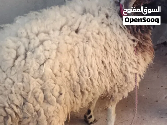 خروف للبيع في وادي ربيع القو
