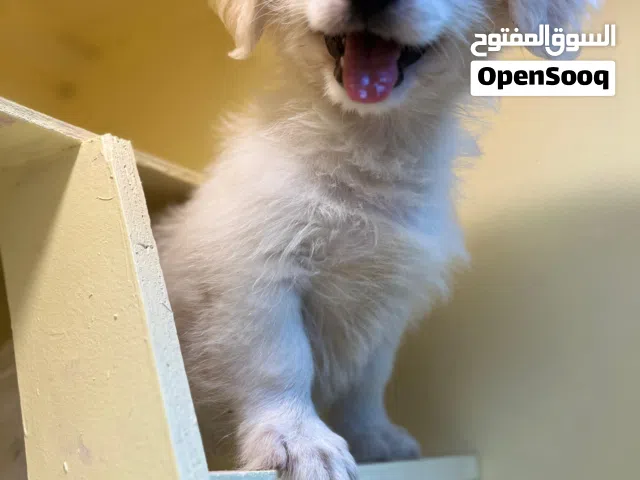 Male Maltese × Dachshund Puppy  White  Has All Documents - جرو مالتيز × داشهند ذكر  أبيض  معه جم