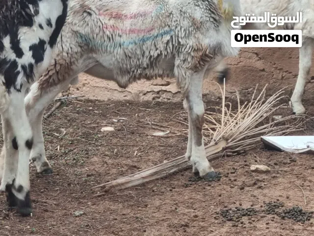 ثلاثه حواله تهري