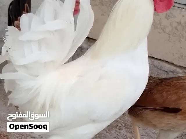 ديج عرب ابيض صافي 7اشهر